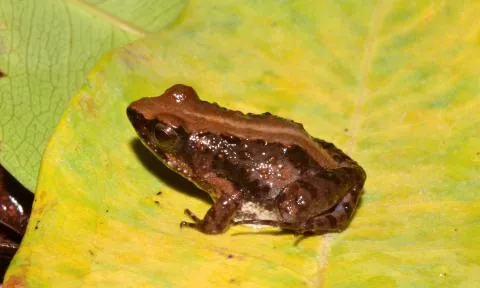 Photo: Francois Becker