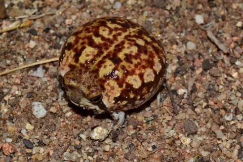 Photo: Francois Becker