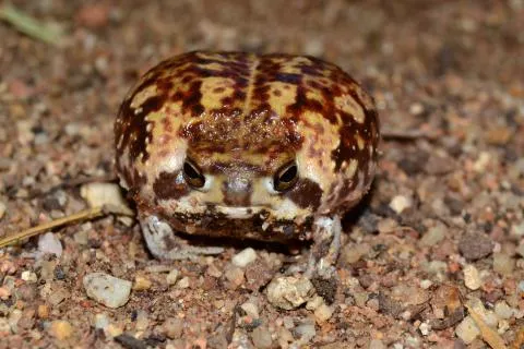 Photo: Francois Becker