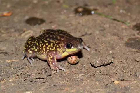 Photo: Francois Becker