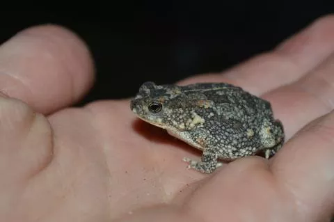 Photo: Francois Becker