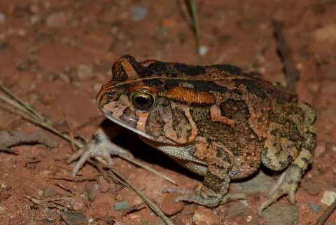 Photo: Francois Becker