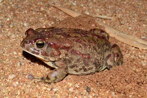 Photo: Francois Becker