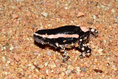 Photo: Francois Becker