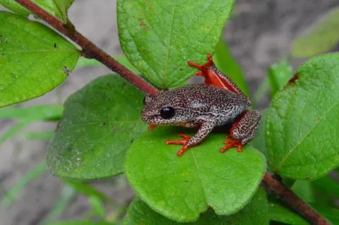 Photo: Francois Becker