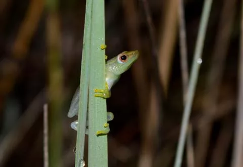 Photo: Francois Becker