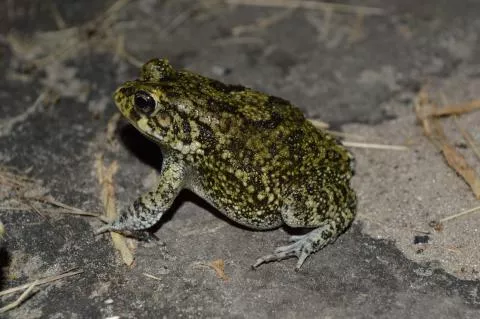 Photo: Francois Becker