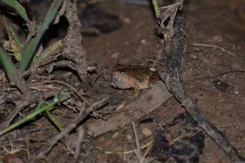 Photo: Francois Becker