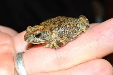 Photo: Francois Becker