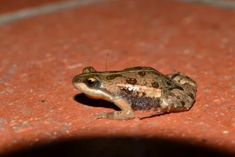 Photo: Francois Becker