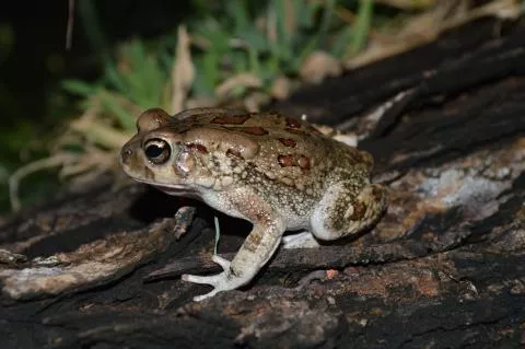 Photo: Francois Becker