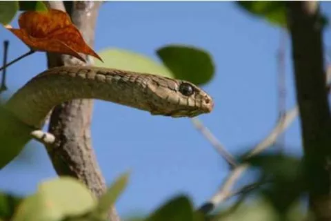 Female. Photo: M O'Shea/K Stratford/Ongava Research Centre