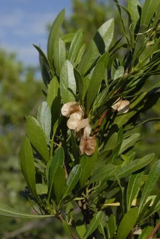 Photo: Coleen Mannheimer