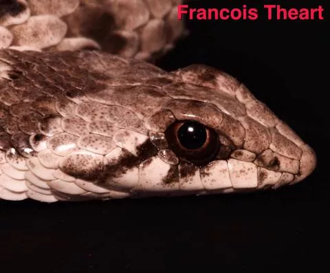 Photo: Francois Theart