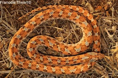 Photo: Francois Theart