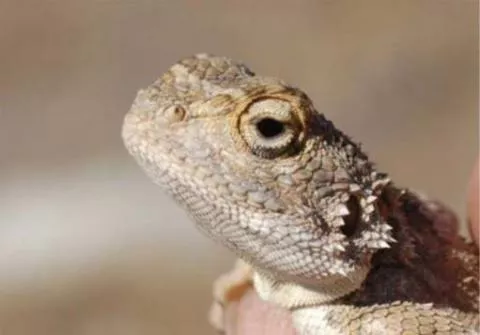 Photo: M O'Shea/K Stratford/Ongava Research Centre