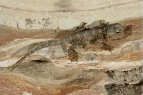 Photo: M O'Shea/K Stratford/Ongava Research Centre