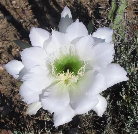 Photo: Coleen Mannheimer