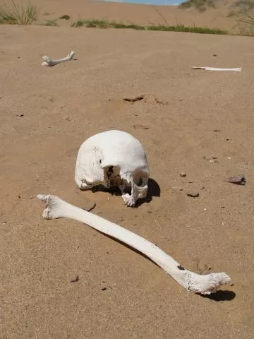 Human remains exposed by wind erosion © Photo: J. Kinahan