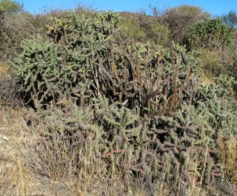 Photo: Coleen Mannheimer