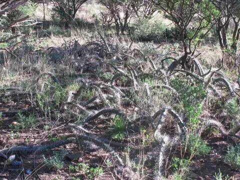 Photo: Coleen Mannheimer