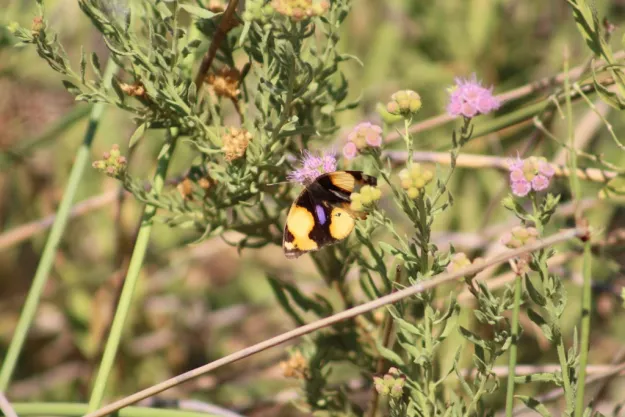 Photo: Matthew Walters