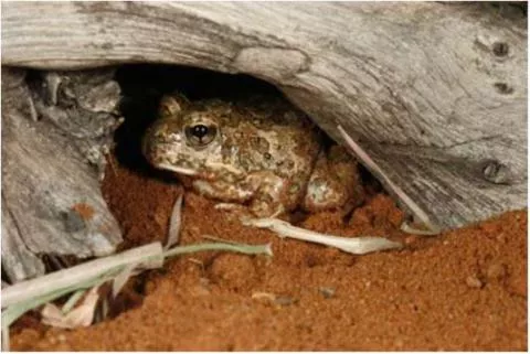 Photo: M O'Shea/K Stratford/Ongava Research Centre