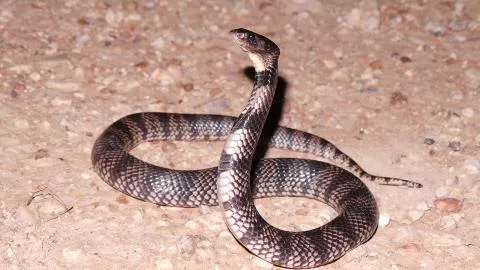 Photo: Francois Theart