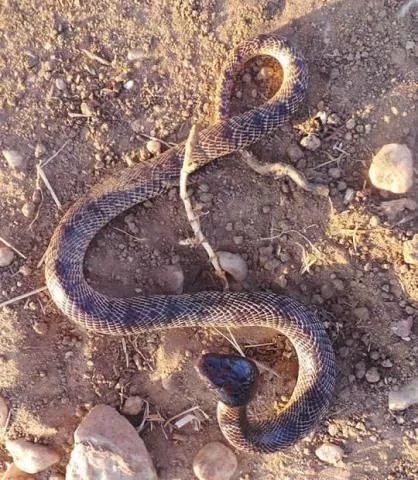 Photo: Francois Theart