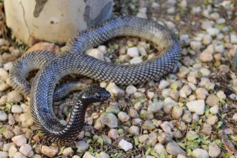 Photo: Francois Theart