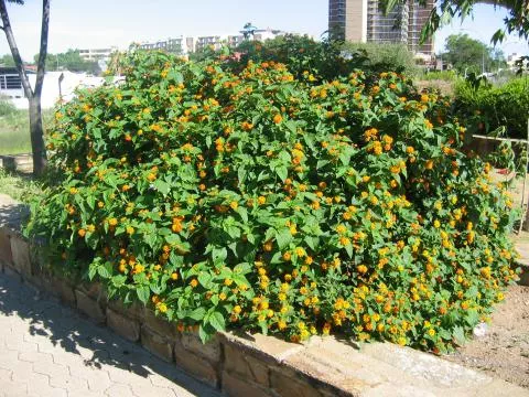 Photo: Coleen Mannheimer