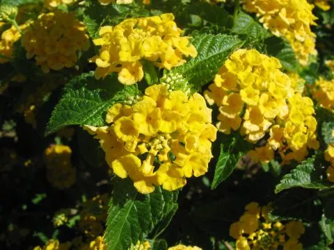 Photo: Coleen Mannheimer