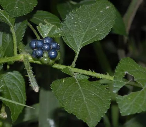 Photo: Coleen Mannheimer