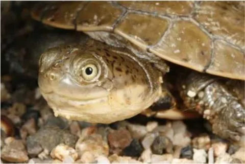 Photo: M O'Shea/K Stratford/Ongava Research Centre