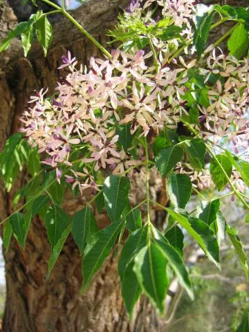 Photo: Coleen Mannheimer