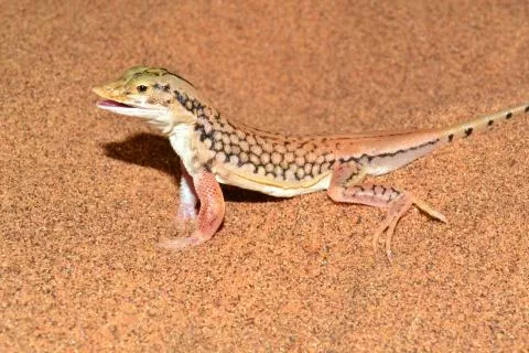 Photo: Francois Becker