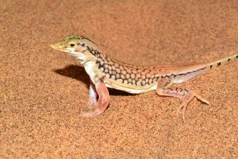 Photo: Francois Becker