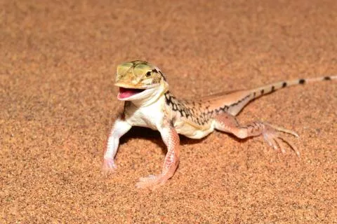 Photo: Francois Becker