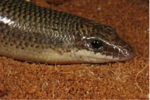 Photo: M O'Shea/K Stratford/Ongava Research Centre