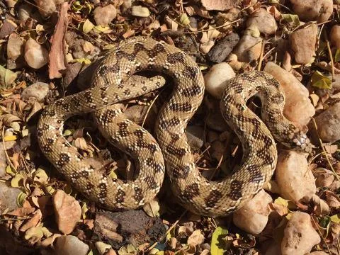 Juvenile. Photo: Francois Theart