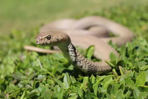 Photo: Francois Theart