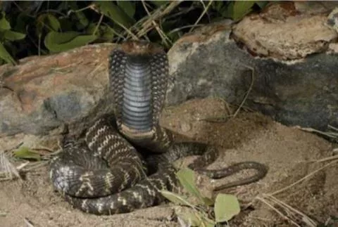 Photo: M O'Shea/K Stratford/Ongava Research Centre