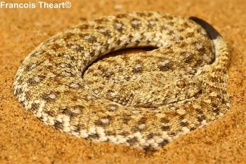 Photo: Francois Theart