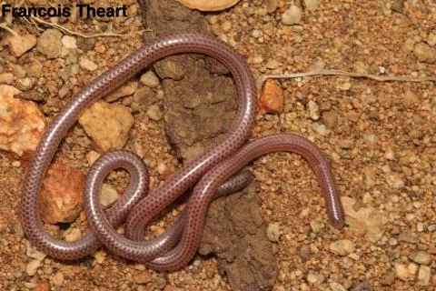 Photo: Francois Theart