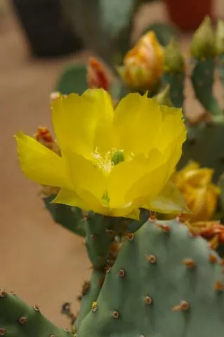 Photo: Coleen Mannheimer