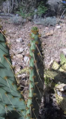 Photo: Coleen Mannheimer