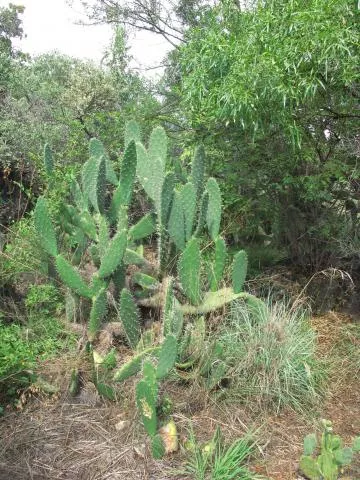 Photo: Coleen Mannheimer