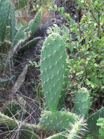 Photo: Coleen Mannheimer