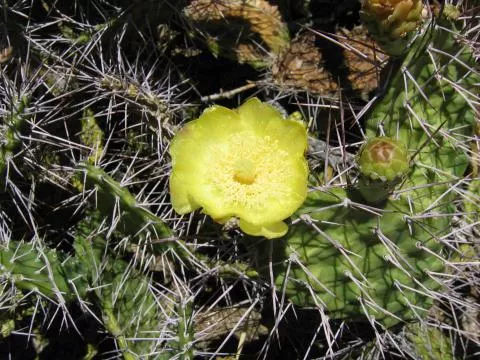 Photo: Coleen Mannheimer