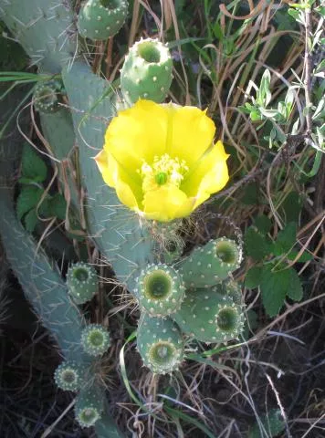 Photo: Coleen Mannheimer